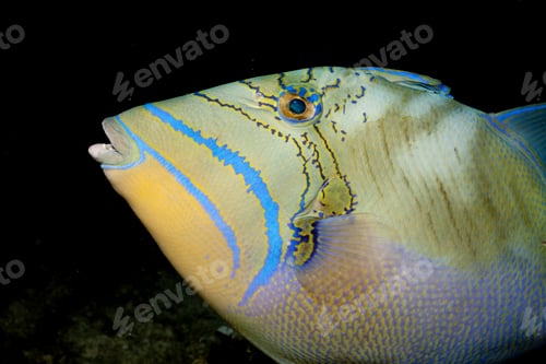 Preview: Closeup of a vibrant queen triggerfish in the depths of the ocean