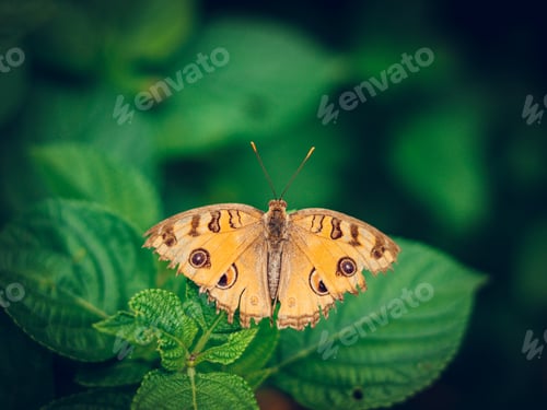Preview: Beautiful butterfly on a green leaf on a blurred background
