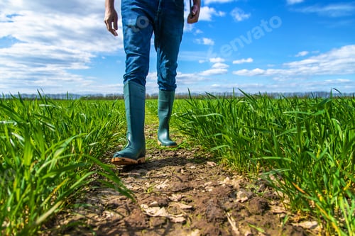 Preview: A man farmer checks how wheat grows in the field. Selective focus.