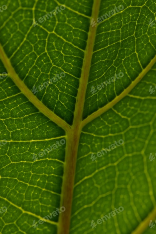 Preview: Micro close up of green leaf and copy space