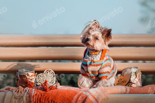 Preview: Yorkshire Terrier wearing a sweater in the autumn background. Dog with pumpkin and Fall decorations.
