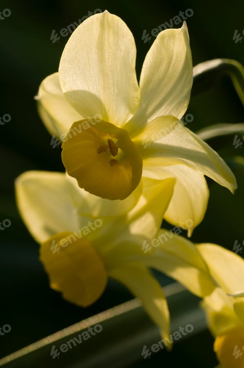 Preview: Close up of yellow narcissus flowers