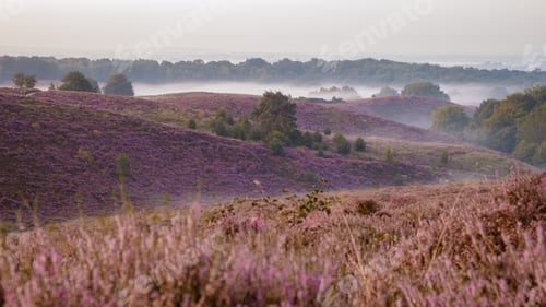 Preview: Posbank National park Veluwe, purple pink heather in bloom, blooming heater on the Veluwe