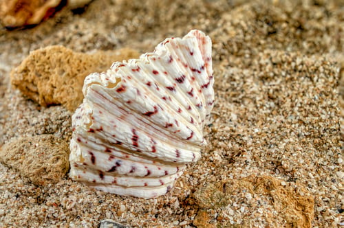 Preview: Hippopus sea Shell on the sand