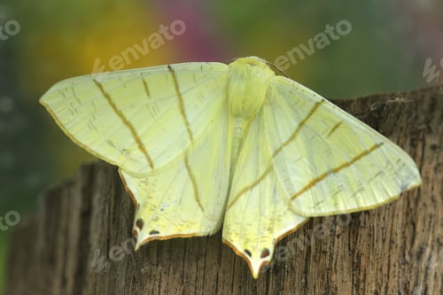 Preview: Closeup on the large yellow wallow-tailed moth Ourapteryx sambucaria, with spread wings