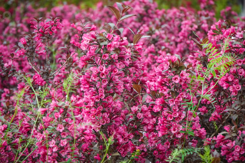 Preview: Blooming pink flowers in sunny garden or park. Spring or summer