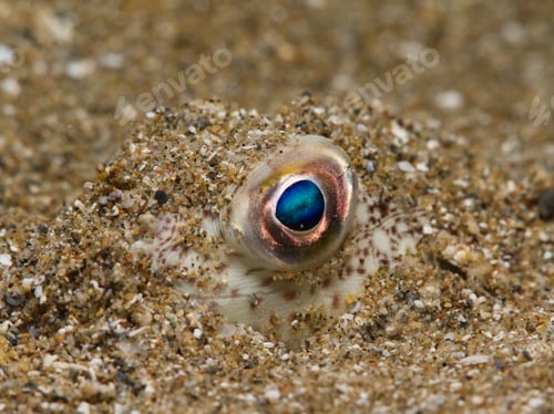 Preview: Eye of a pufferfish