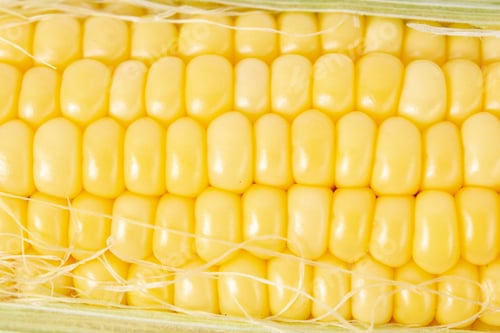 Preview: High angle closeup shot of corn kernel on fresh corn captured at daylight