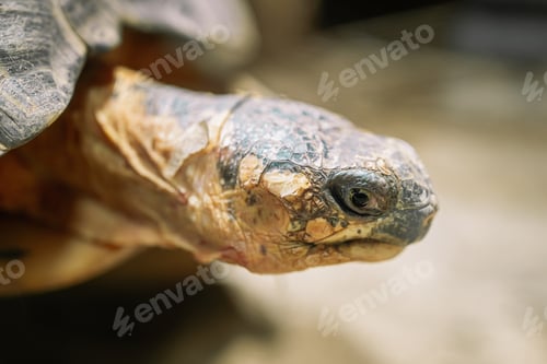 Preview: Close-up of radiated tortoise in its habitat on land. Beautiful turtle - rare species, Madagascar