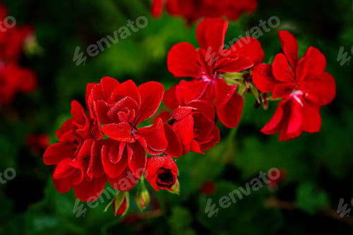 Preview: flower red