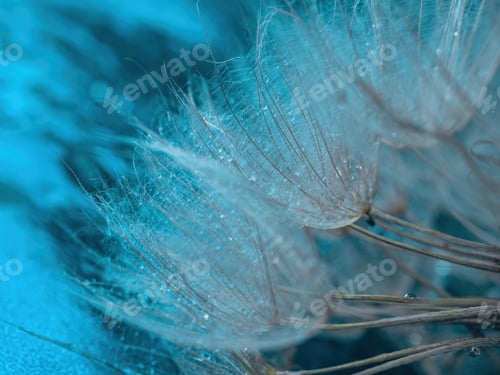 Preview: Natural background. Abstract photo of a large dandelion with drops in close-up in creative processin