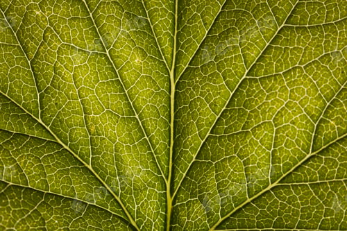 Preview: Green leaf close-up