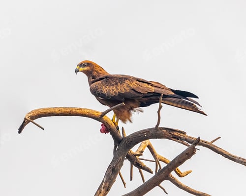 Preview: Majestic golden eagle perched atop a tall tree, looking out onto its surroundings