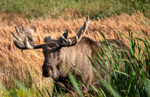Preview: a male moose in the lille vildmose wilderness in denmark