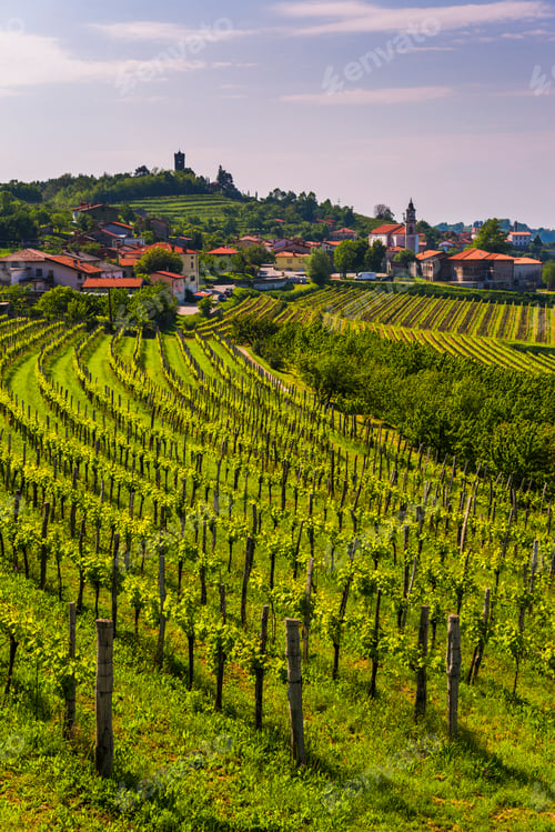 Preview: Kojsko, Goriska Brda, Slovenia. View of vineyards and Kojsko, Goriska Brda (Gorizia Hills), Slovenia