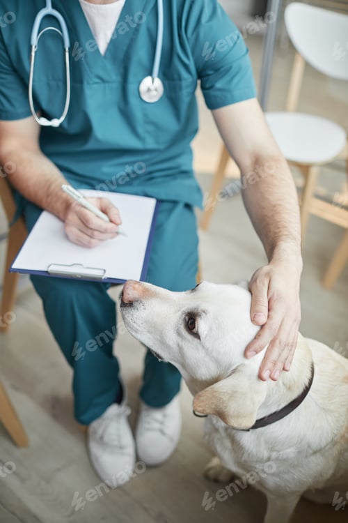 Preview: Veterinarian Stroking Dog at Clinic High Angle