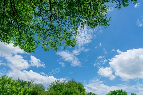 Preview: Tree branches with green leaves against blue sky and white fluffy clouds on sunny day. Looking up