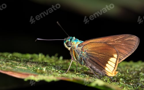 Preview: Iridescent Moth in Costa Rica