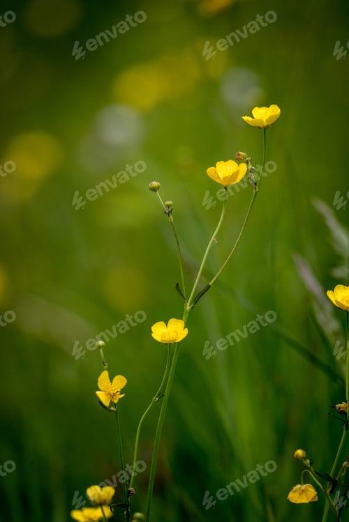 Preview: Vertical shot of Ranunculus arvensis in a field under the sunlight with a blurry background