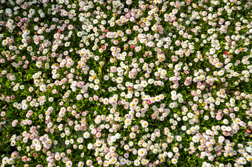 Preview: Blooming Bellis perennis pomponette, English Daisy flowers grow in the garden closeup, soft focus.