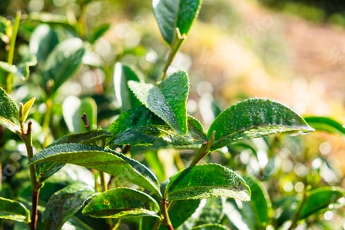 Preview: Tea leaf dew shoots in farm