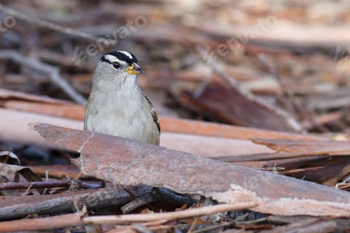 Preview: Closeup shot of s white-crowned sparrow, Zonotrichia leucophrys.