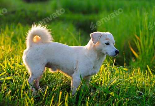Preview: puppy dog in green meadow grass