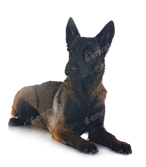 Preview: young malinois in studio