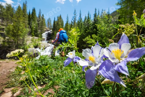 Preview: Wildflowers in hike