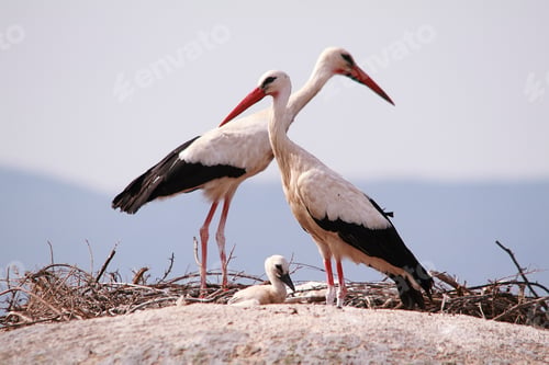 Preview: Storks above the rocks