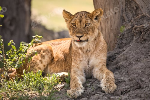 Preview: Adorable small lion cub is lounging happily in the lush green grass