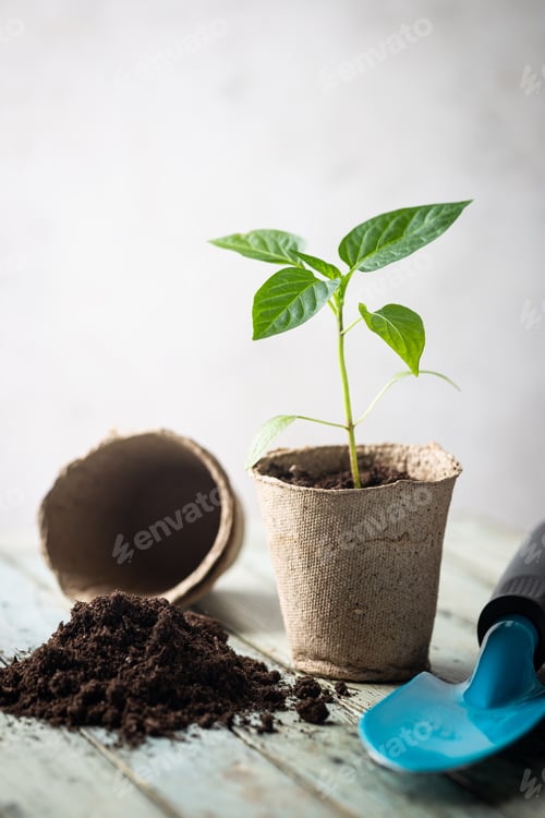 Preview: Seedlings in organic pots