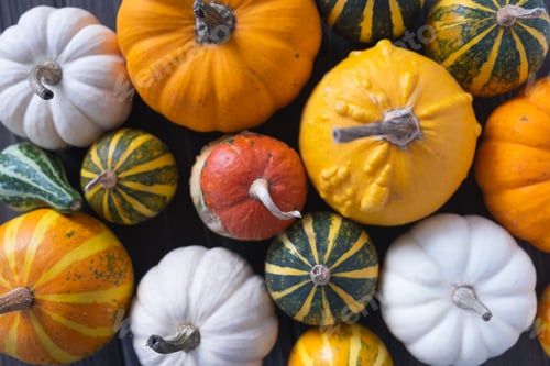 Preview: Thanksgiving background with diverse pumpkins on wooden background. Halloween or seasonal background