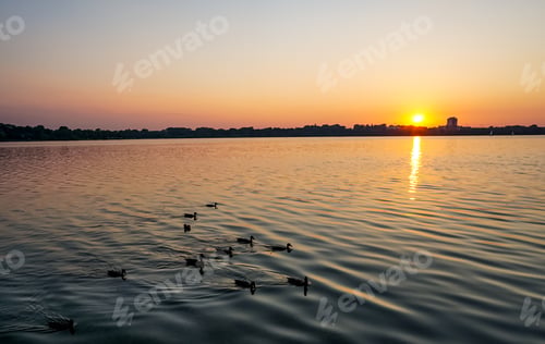 Vorschau: Enten schwimmen bei Sonnenuntergang auf einem See mit einer Skyline der Stadt im Hintergrund