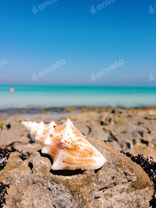 Preview: Seashell on the beach with blue ocean in the background