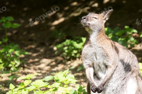 Preview: Wallaby basking in the sun
