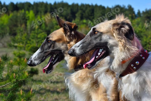 Preview: Two russian wolfhounds
