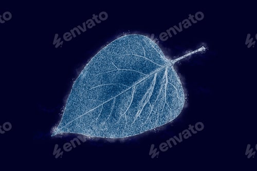 Preview: One frozen icy syringa tree leaf isolated on dark blue background, blue ice covered effect on leaf
