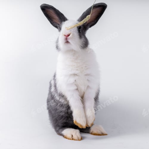 Preview: cute black and white rabbit isolated white background