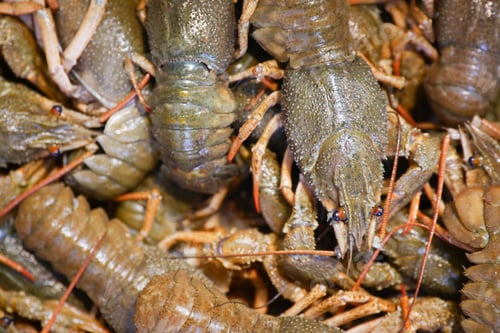 Preview: Freshly caught crayfish gathered for market sale in vibrant collection