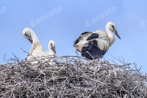 Preview: white storks on nest