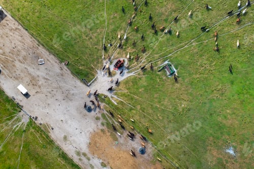 Preview: Milk cows grazing on green farm pasture.