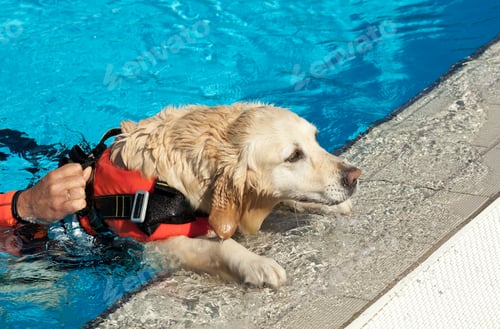 Preview: Dog in Pool Wearing Orange Life Vest