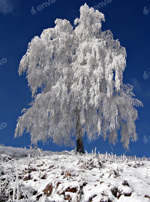 Preview: Amazing white snow covered willow tree against blue sky.