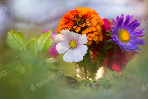 Preview: Close-up of beautiful autumn bright multicolored field flowers