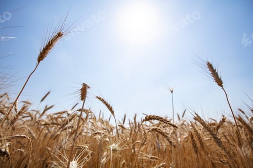 Preview: Gold wheat field. The idea of a rich harvest. Agriculture farm.