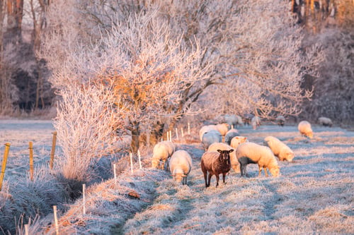 Preview: sheep herd on snowy pasture