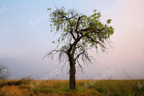 Preview: View of single tree at sunset