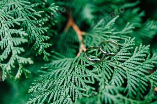 Preview: Two wedding rings on a branch thuja on a green background. Bride and groom wedding gold rings.