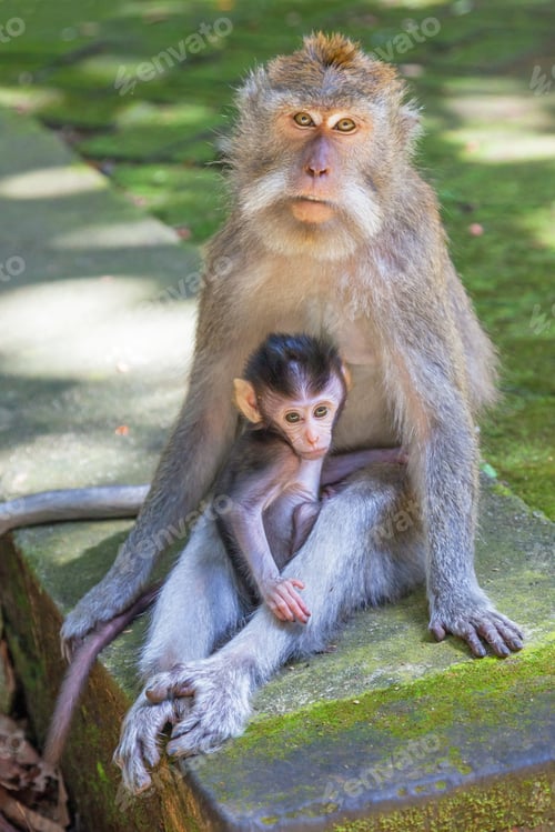 Preview: Long-tailed Macaque With Baby